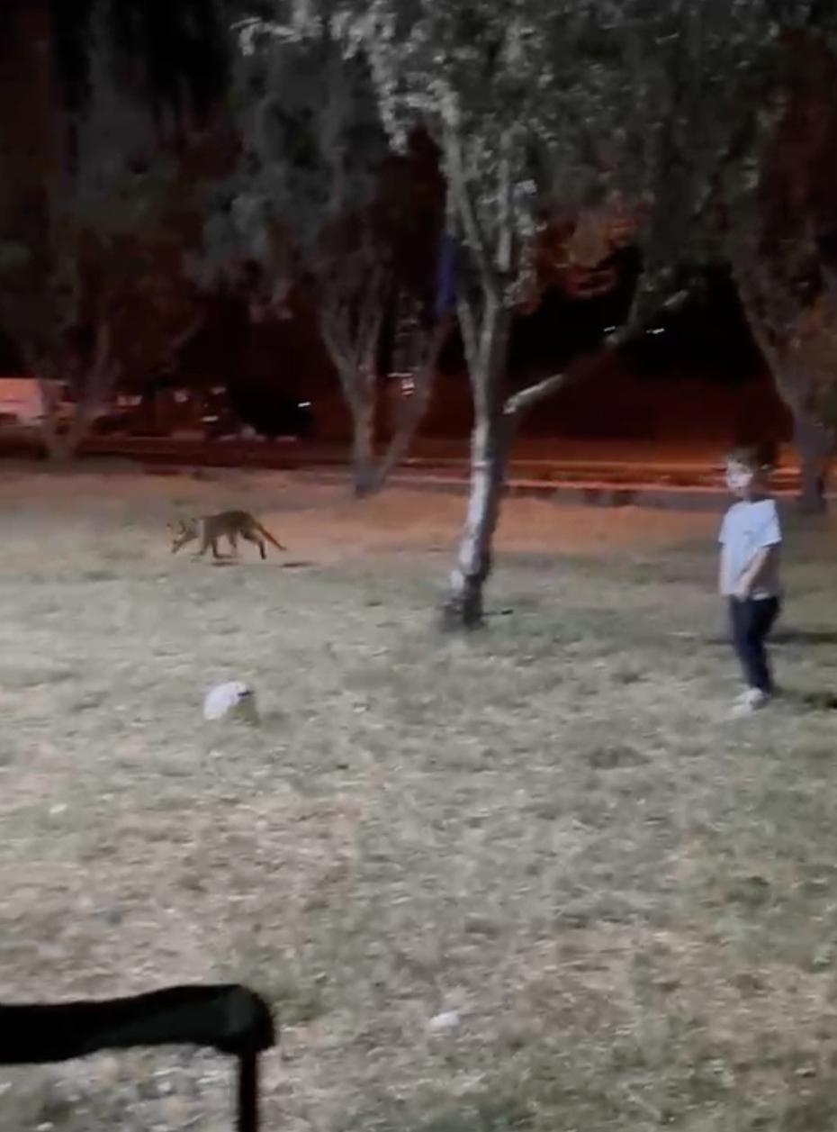 Parkta Oyun Sırasında Tilki Çocuğun Topunu Çaldı