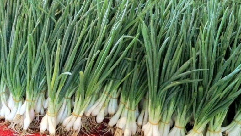 Kolon kanserini önleyebilir!  Yeşil soğanın faydaları nelerdir?  Yeşil soğan hangi hastalıklarda ve ne için kullanılır?