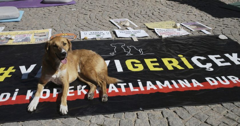 Sokak hayvanlarına ilişkin mevzuat Resmi Gazete’de yayımlanarak yürürlüğe girdi.