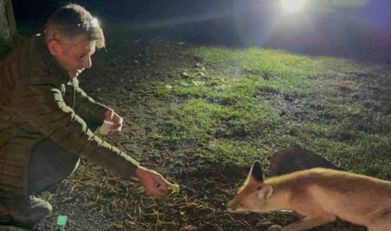 Kars’ta ormancı ile tilkinin diyalogu yüzleri güldürdü – Son Dakika Türkiye Haberleri