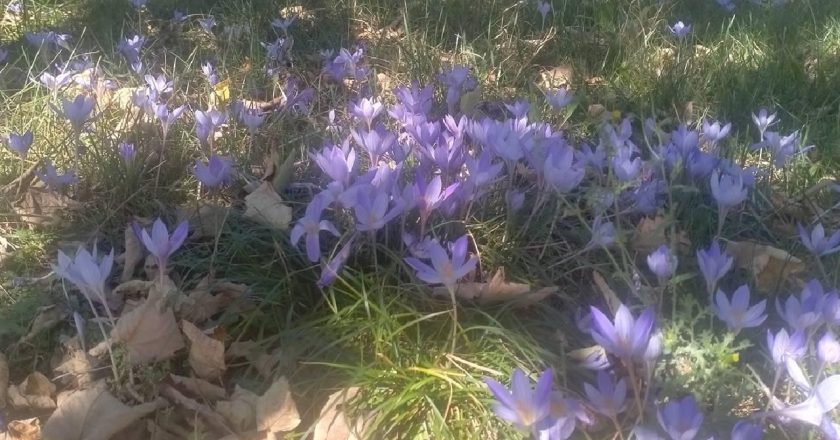 Tokat’ın üst kısımları vargit çiçekleriyle süslendi