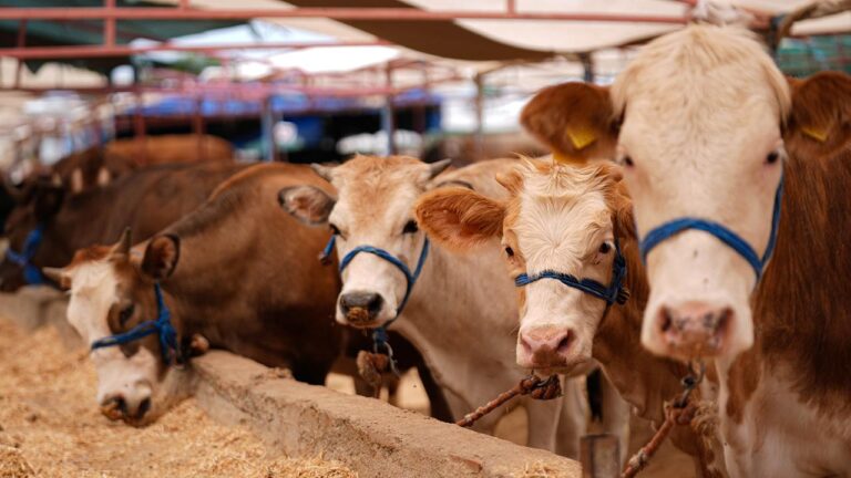 Bakanlıktan Hastalıklar ve Segmentler Üzerine Kurban Önlemleri