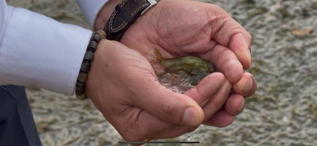 Erzincan 2'deki Göne Barajına 200 bin Dolap Sazanı bırakıldı.