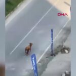 Rıza! Kaçan inek sürücülere zor anlar yaşattı. Güncel haberler