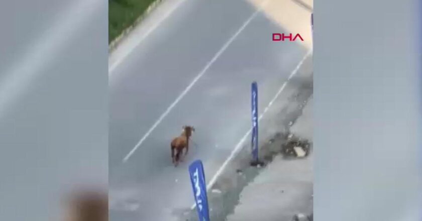 Rıza! Kaçan inek sürücülere zor anlar yaşattı. Güncel haberler