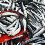 Hamsi Fiyatlarında Fırtına Etkisi!