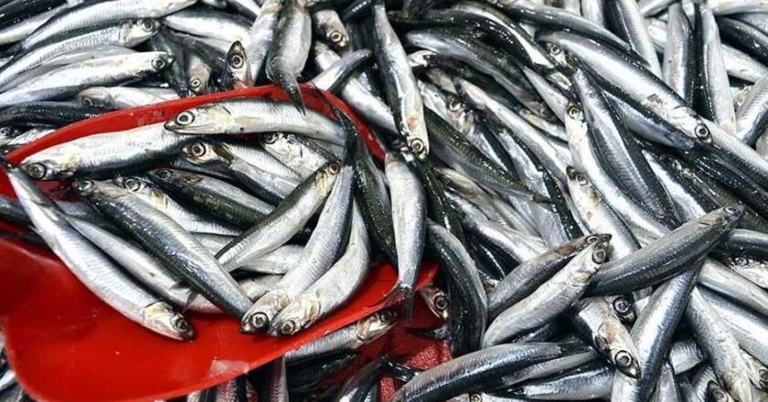 Hamsi Fiyatlarında Fırtına Etkisi!